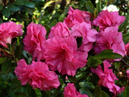 Azalka 'Anna'