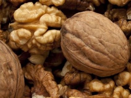 Orech kráľovský 'Fernor'  Juglans regia 'Fernor'