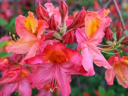 Azalka 'Mount Saint Helens'