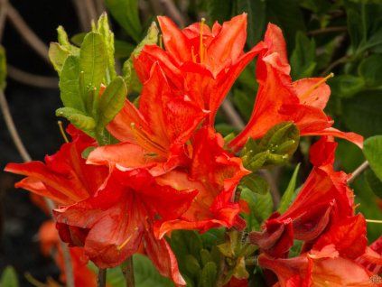 Azalea Saturnus
