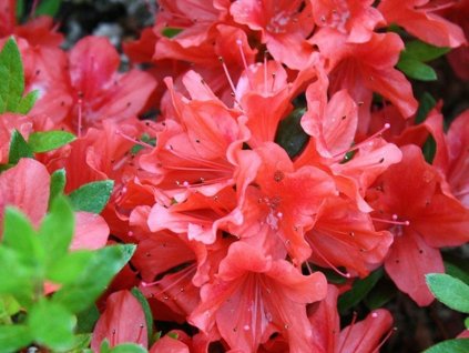 Japonská azalka 'Juliette®'