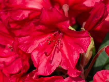 Rhododendron Vulcan