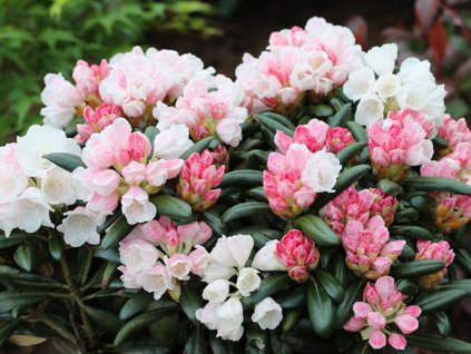 Rododendrón 'Koichiro Wada'