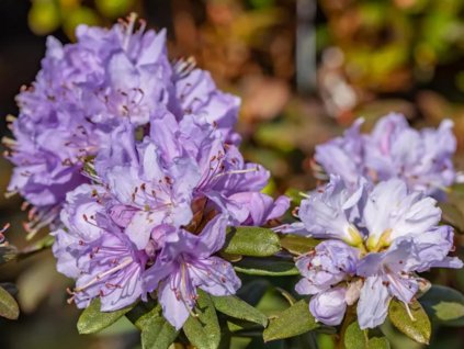 Rododendrón drobnolistý  'Ramapo'