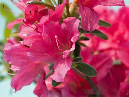 Japonská azalka 'Drapa'