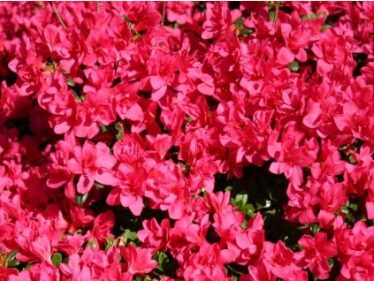 Japonská azalka 'Gislinde'