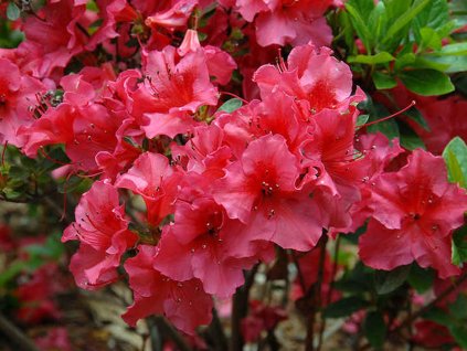 Japonská azalka 'Labe'