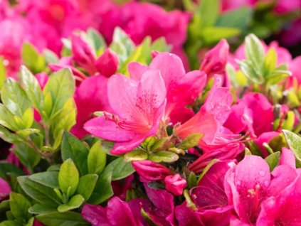 Japonská azalka 'Little Red'
