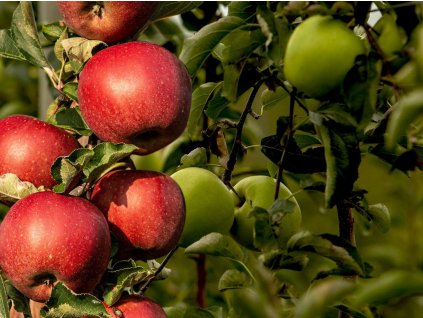 Jabloň 'Elstar+Golden Delicius'