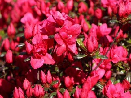 Japonská azalka 'Maraschino'
