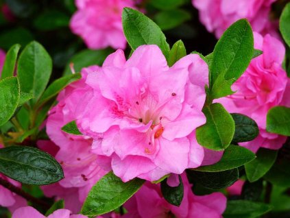 Japonská azalka 'Marinja'