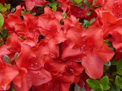 Japonská azalka 'Muneira'