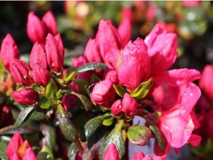Japonská azalka 'Purpurkissen'