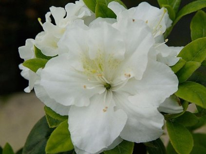 Japonská azalka 'Schneezwerg'