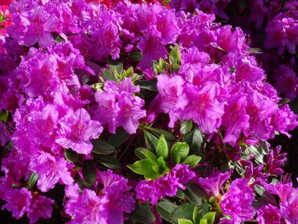 Japonská azalka 'Schramstein'