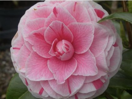 Kamélia japonská 'Bonomiana'