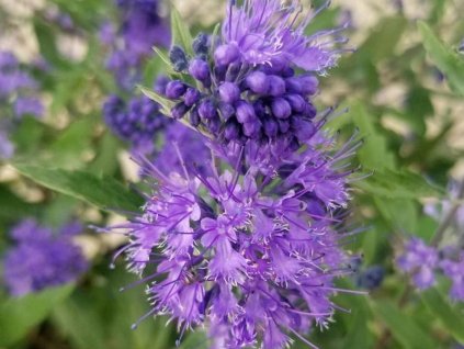 Bradavec klandonský 'Blue Empire'