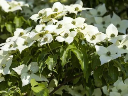 Drieň japonský 'White Dream'