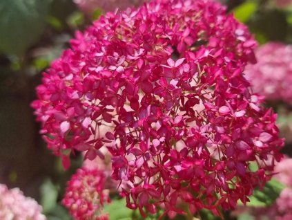 Hortenzia stromčekovitá  CANDYBELLE® 'Sorbet'