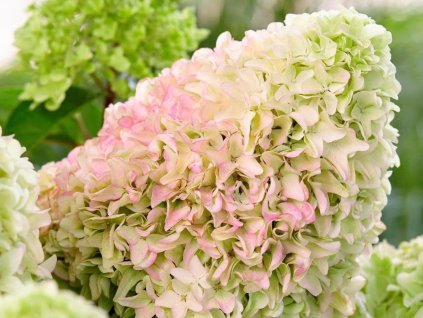 Hortenzia metlinatá  'Little Fresco'