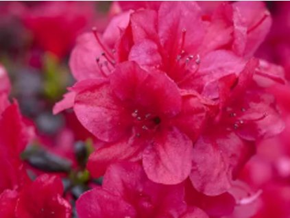 Japonská azalka 'Diamant Rot'