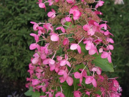 Hortenzia metlinatá 'Ruby'