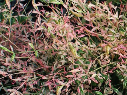 Nandina domácí 'Twilight' PBR