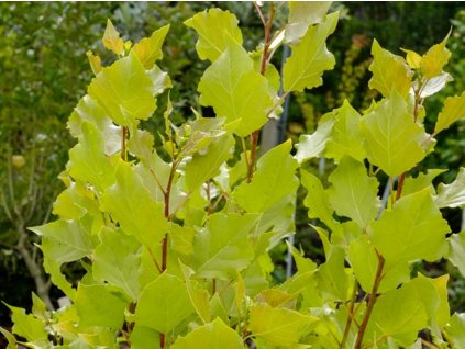 Topoľ čierny 'Lombardy Gold'