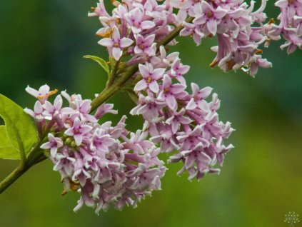 Syringa Donald Wyman (3)