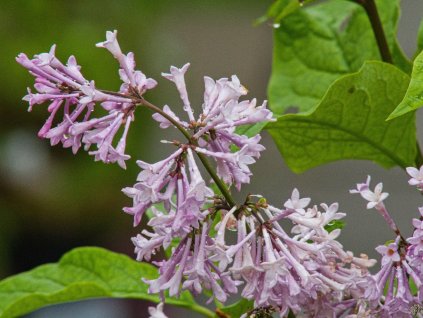 Syringa Jaga (4)
