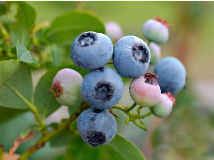 Kanadská čučoriedka 'Bluecrop'