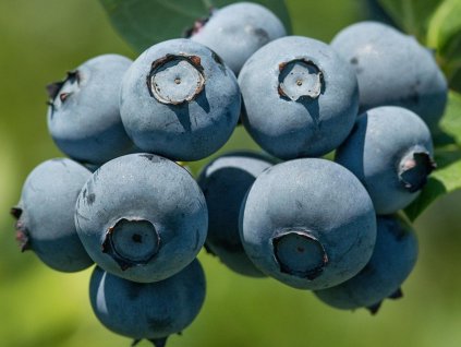 Kanadská čučoriedka 'Bluegold'