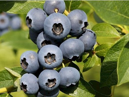 Kanadská čučoriedka 'Bonus'