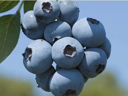 Kanadská čučoriedka  'Brigitta'