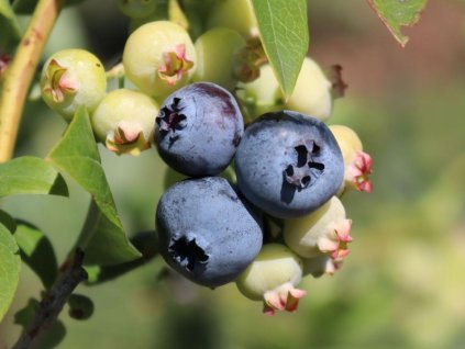 Kanadská čučoriedka 'Denise Blue'