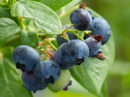 Kanadská čučoriedka  'Early Blue'
