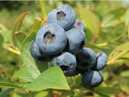 Kanadská čučoriedka  'Elizabeth'