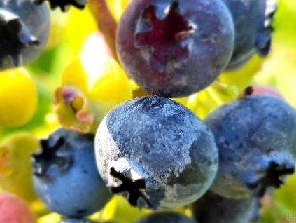 Kanadská čučoriedka 'Elliot'