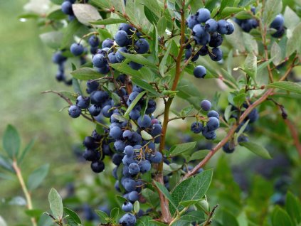 Kanadská čučoriedka 'Goldtraube'