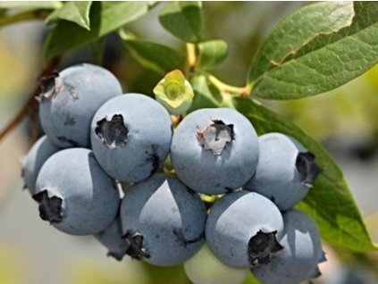 Kanadská čučoriedka 'Hannah's Choice'