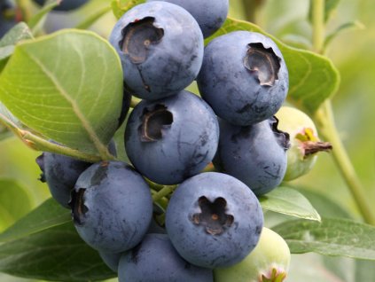 Kanadská čučoriedka 'Hardy Blue'