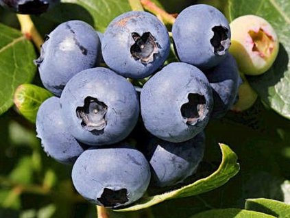 Kanadská čučoriedka 'Chanticleer'