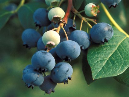 Kanadská čučoriedka  'Legacy'