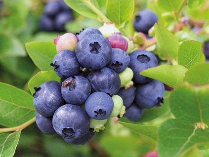 Kanadská čučoriedka 'Northblue'