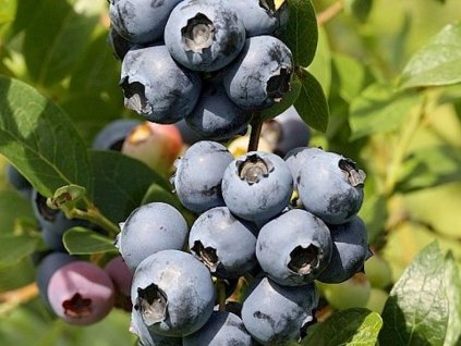 Kanadská čučoriedka  'Northland'