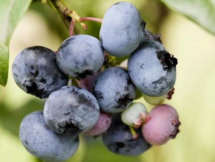 Kanadská čučoriedka 'Sierra'