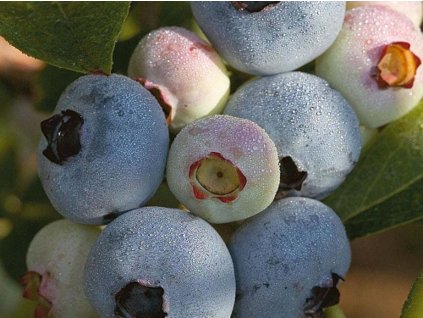 Kanadská čučoriedka  'Chandler'