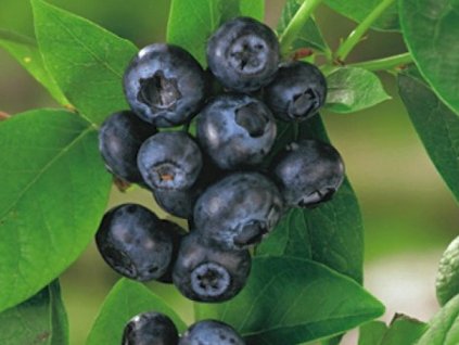 Kanadská čučoriedka 'Grover'