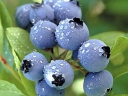 Kanadská čučoriedka 'Heerma II'