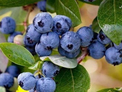 Kanadská čučoriedka 'Ivanhoe'